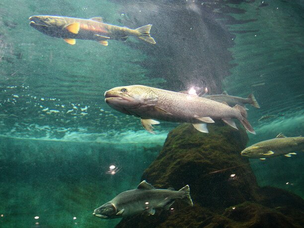Eastern Hokkaido Shibetsu Salmon Aquarium Japan