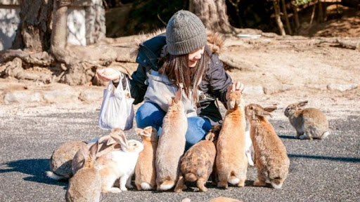unique sights in hiroshima, rabbit island
