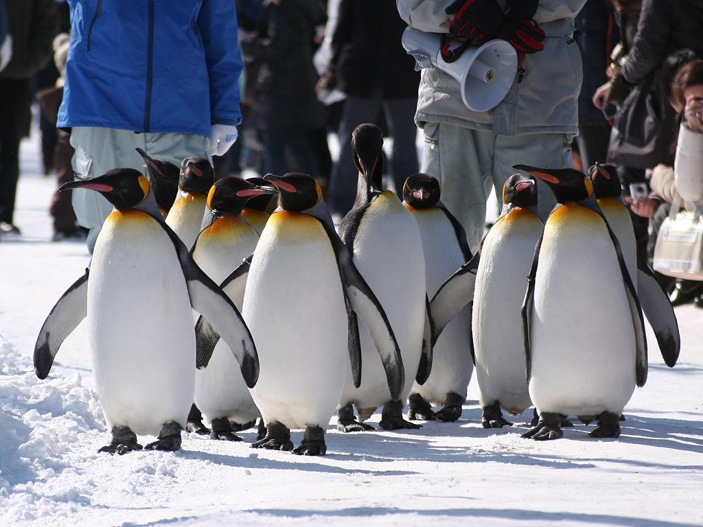Asahikawa Zoo Penguin Walk