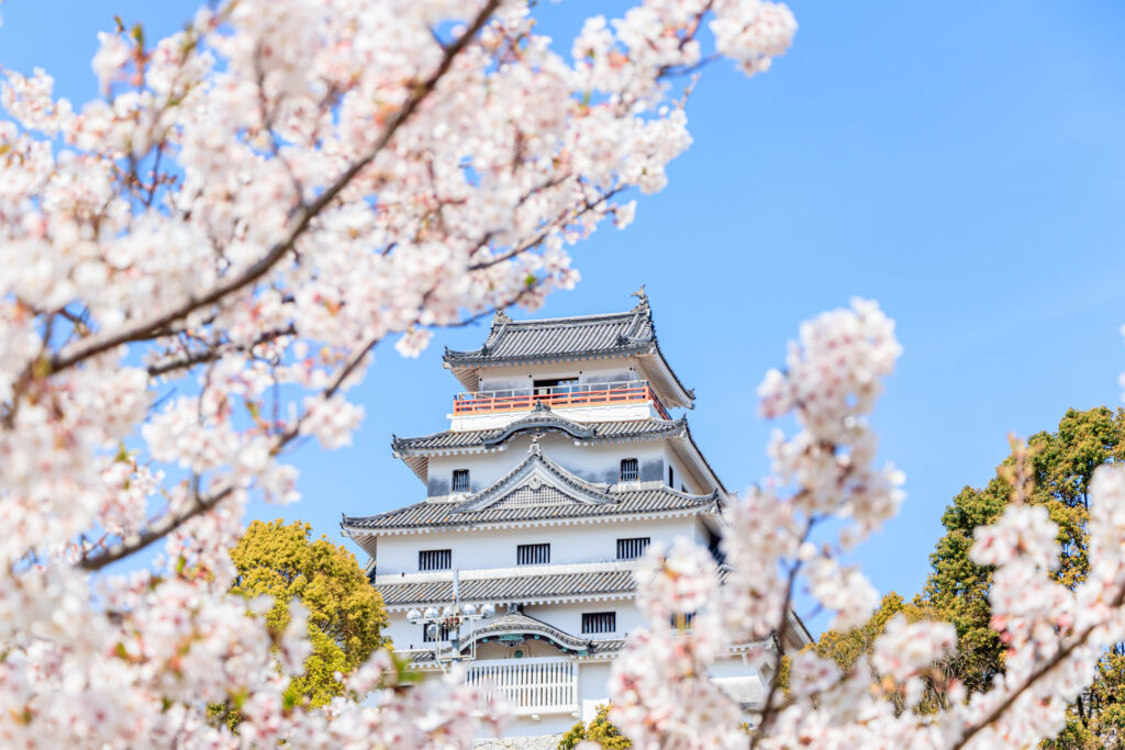 Karatsu Castle, Sakura