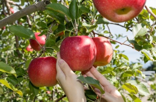 Hirosaki City Apple Park