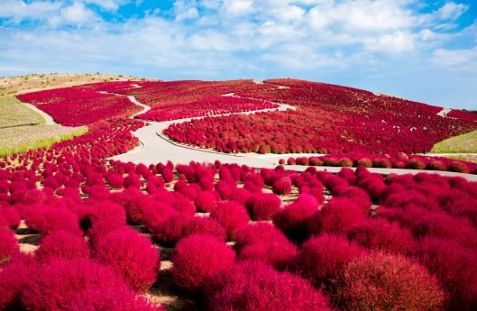 Kokia Hitachi sea side park