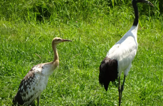 akan cranes