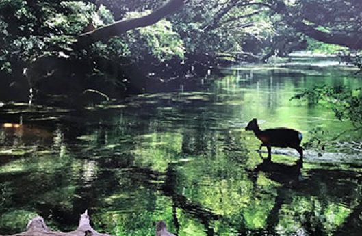 yakushima