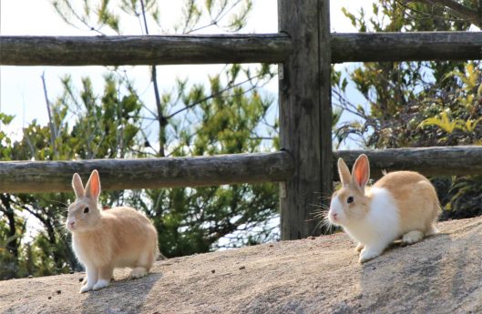 大久野島のうさぎ