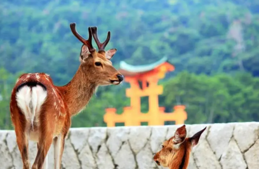 hiroshima deer