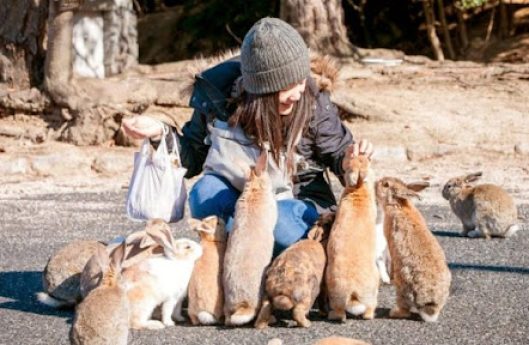 hiroshima-okunoshima-rabbits